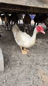 Itik Serati / muscovy duck