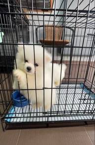 tiny Pom puppies