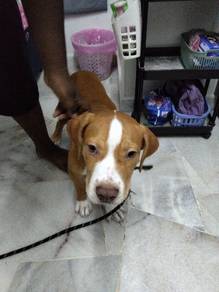 American pitbull terrier XL 