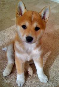 Beloved shiba lnu meidum size dog with a fox puppy