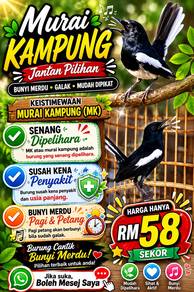 Burung murai kampung
