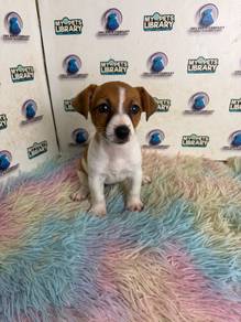 Jack russel puppy