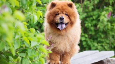 Chow Chow