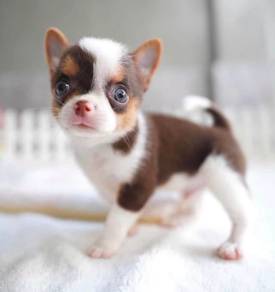 CHIHUAHUA PUPPIES VIP140🌷Head Apple Cute Dog