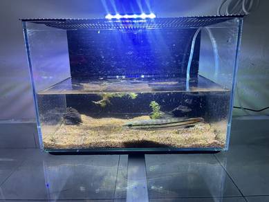 aquarium 1ft
