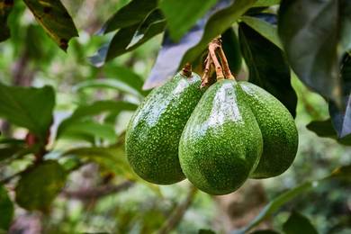 Live Plant Avocado 3 years plants