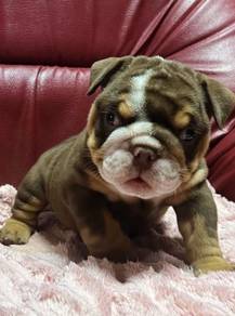 ENGLISH BULLDOG PUPPIES Male C032