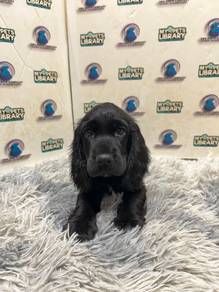 Cocker spaniel puppy