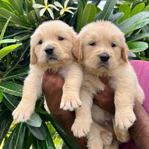 Goldenretriever 