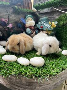 Holland lop