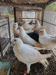 merpati putih. 