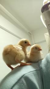 RiR chicks (2 weeks+)