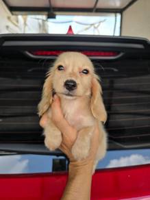 Miniature Dachshund Long Coat Female 1