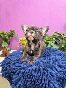 French bulldog (female)