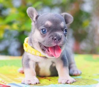 FRENCH BULLDOG PUPPIES VIP120🌻 boy lilac tan