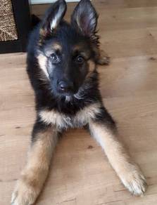 CCL60133 German Shepherd puppies MKA registered