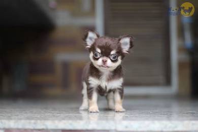 Chihuahua apple head 
