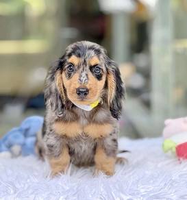 MINIATURE DACHSHUND Puppies VIP39🐻 Male