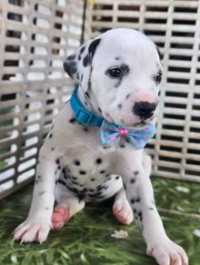 DALMATIAN PUPPIES F48 Available New Born