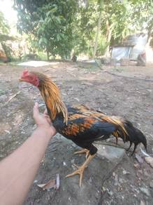 anak ayam sabung