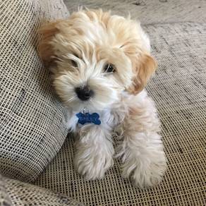 Poppet Poochon Fluffy Soft Fur Companion Dog Puppy