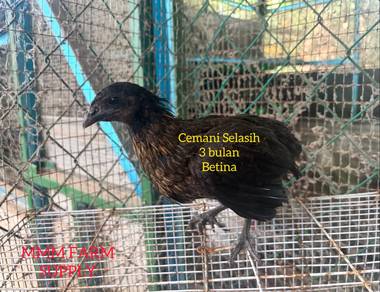 Cemani Selasih