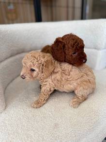 poodle 5