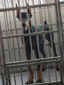 Europeon Doberman Puppy