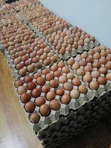 Telur 🐔 fresh direct ladang