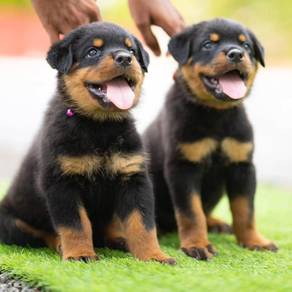Rottweiler&