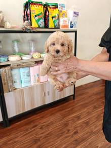 Poodle puppy
