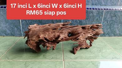kayu berlubang best untuk aquascape shrimp tank