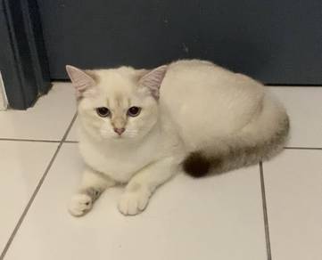 cat kucing kitten BSH golden DLH mix female