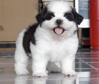 SHIH TZU PUPPIES A318 🌻 Small Dog Fluffy