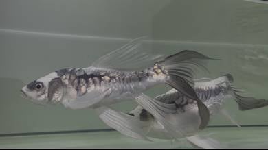 Maya Butterfly Koi