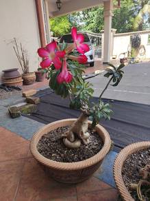Adenium Obesum