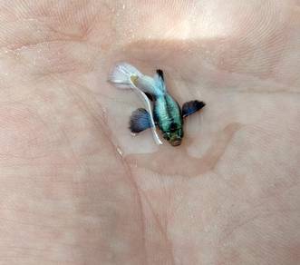 ikan guppy dumbo white short body