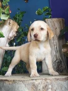 Pure Breed Labrador Retriever (Female) 纯种拉布拉多 女宝宝