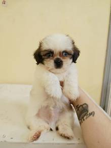 cute shih tzu male 