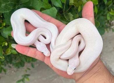 BEL snake ball phyton