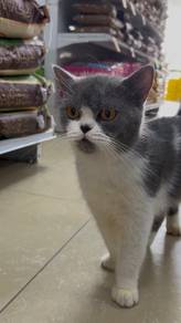 British shorthair