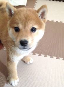 Sweet-tempered Curly Tail Fox Face Dog