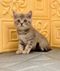 female bsh