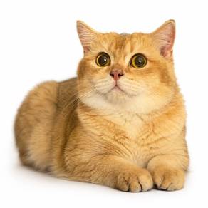 BSH GOLDEN for Mating 