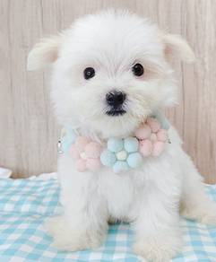Maltipoo