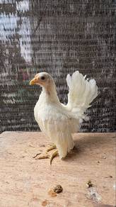 ayam serama putih
