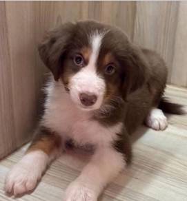 Border Collie Dog For Sale with cert