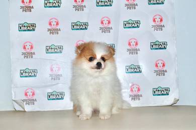 A33 Sweet Pomeranian Dog