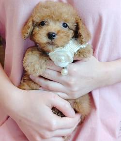 Poodle