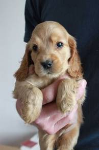 K9826 Barky English Cocker Spaniel Sweet Face Pupp